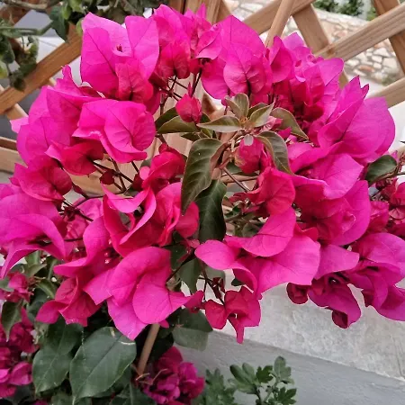 Nektarias No1 Náoussa