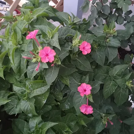 Nektarias No1 Apartman