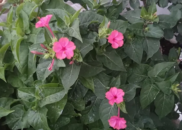 Nektarias No1 Apartman