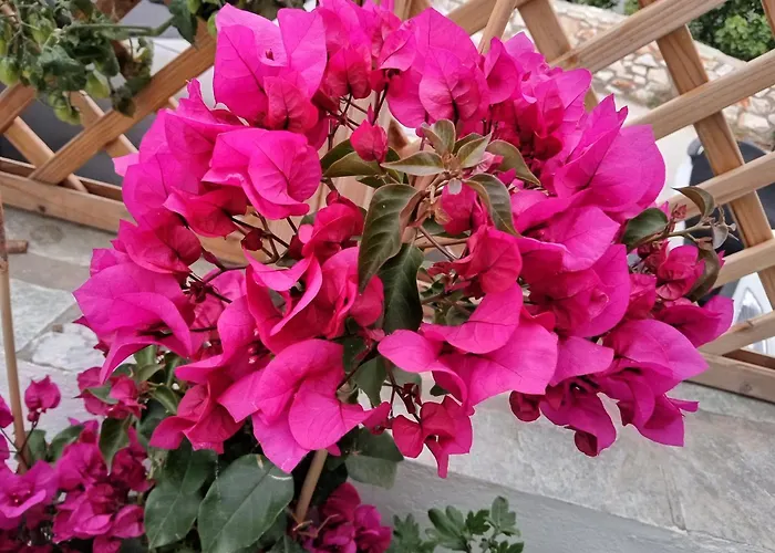 Nektarias No1 Apartman *